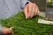 Earl Neikirk/BHC Mitchell Truban with AstroTurf shows the grass to be used for the field at Bristol Motor Speedway for the Battle at Bristol.
