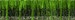 RootZone